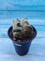 Astrophytum Myriostigma monstrosa (Астрофитум)