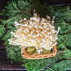 Грибы Эноки свежие / 300 гр