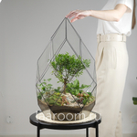 Флорариум бонсай Сизигиум Фаберже