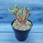 Adenium Baobab (Адениум)