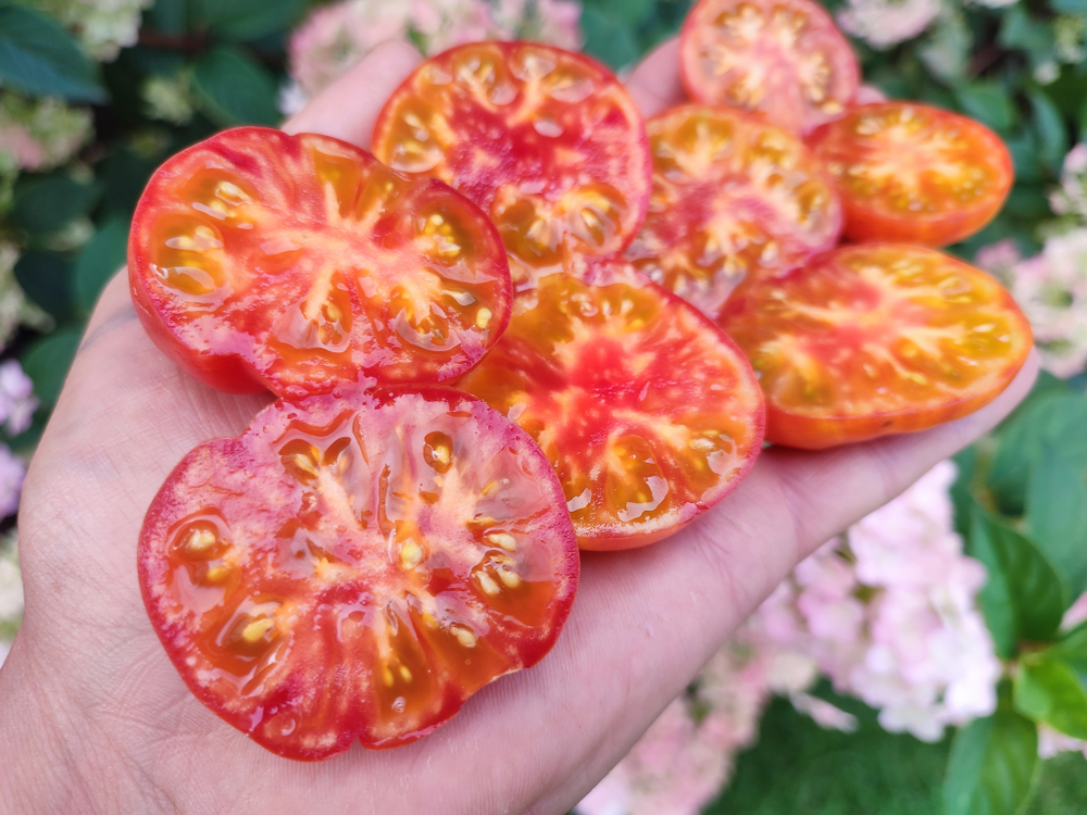 Черри Радуга (Rainbow Cherry) сорт томата