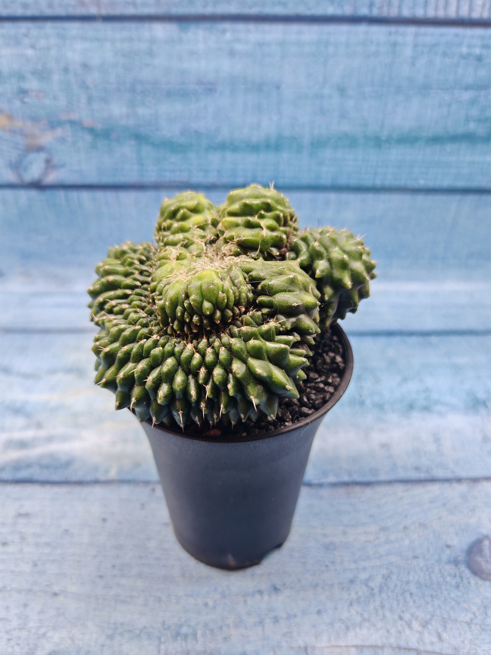 Gymnocalycium Spineless Crested form (Гимнокалициум Кристатный)