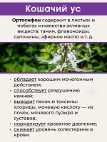 Средство для работы почек Кошачий Ус в капсулах