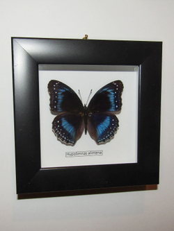 Бабочка Hypolimnas alimena в рамке