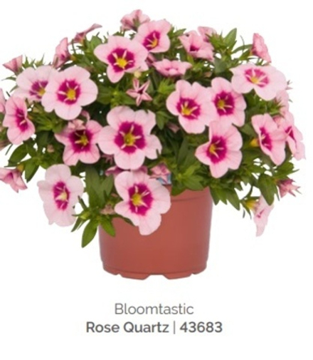 Calibrahoa Bloomtastic Rose Quarts ОКС укорененный черенок. Под заказ, производство 4-5 недель