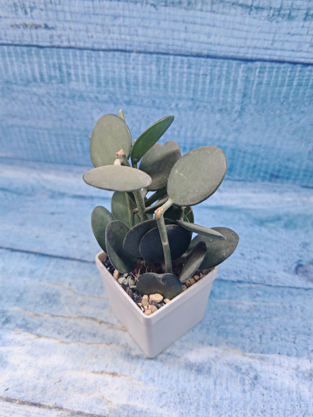 Xerosicyos Danguyi (Ксеросициос)