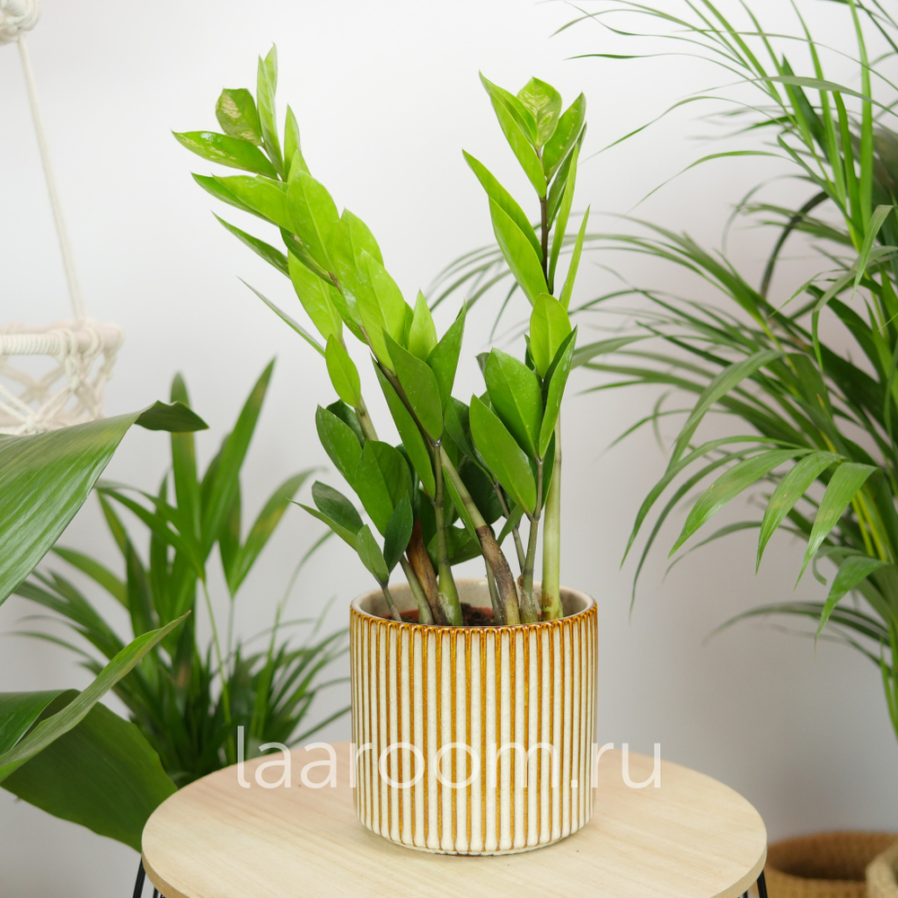 Замиокулькас 12/35