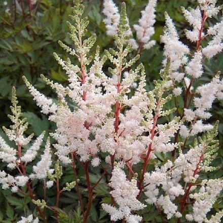 Астильба Арендса Bronzelaub