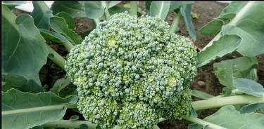 Брокколи: полезные свойства и секреты правильного приготовления.