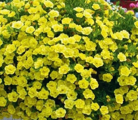 ЕВРО Калибрахоа Mini Famous Uno double yellow укорененный черенок ОКС