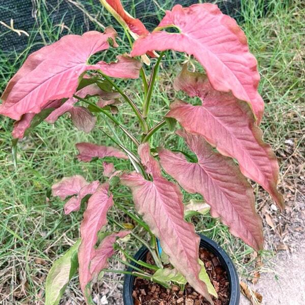 Сингониум RED SLENDER