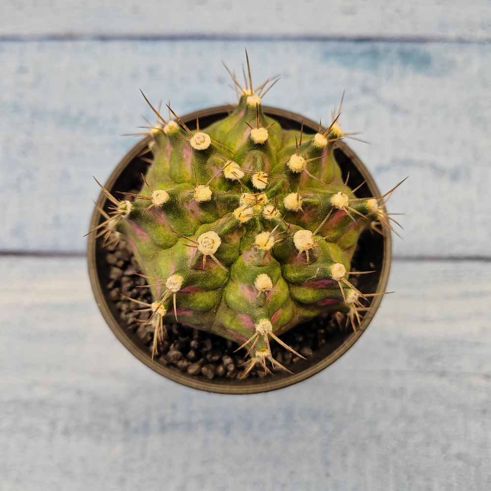 Gymnocalycium T-Rex Pink hybride (Гимнокалициум T-rex)