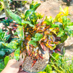 Кротон CABE