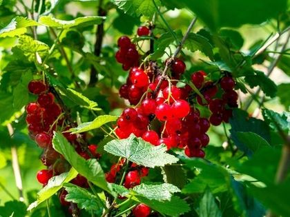 Внесение удобрений, уход за ягодниками в мае