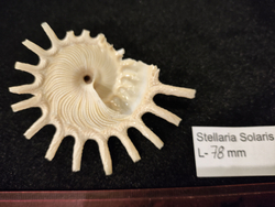 Стеллария Солярис "75-110 мм"