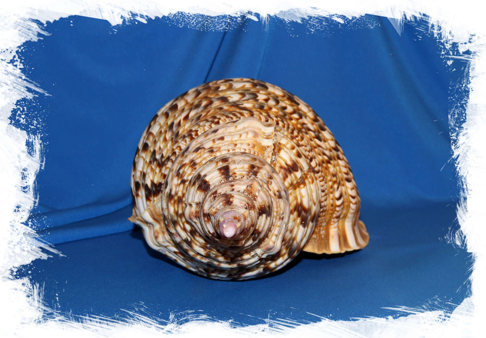 Харония Тритонис (Charonia tritonis), 38см, 1шт