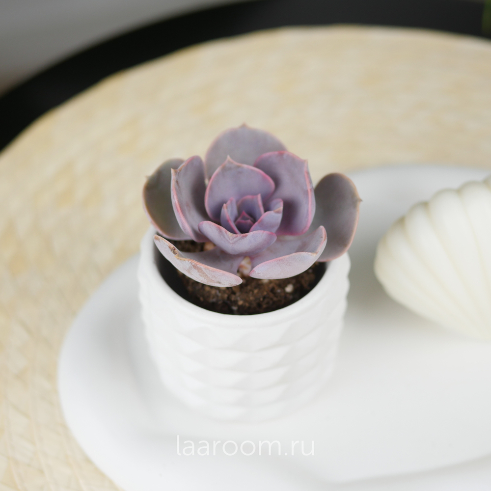 Набор суккулент в кашпо + свеча №1