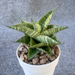 Сансевиерия SINDORO