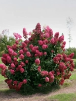 Гортензия метельчатая Мэджикал Файр