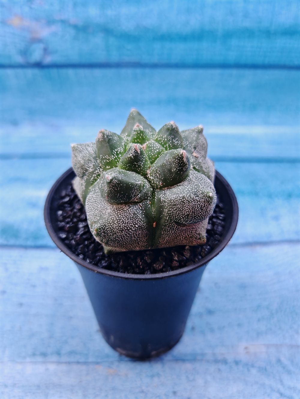 Astrophytum Myriostigma monstrosa (Астрофитум)