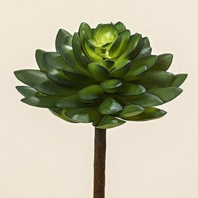 Суккулент 12х12х20см