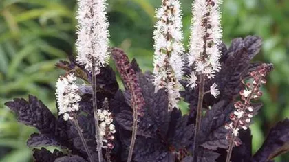 Клопогон вонючий