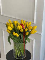 АКЦИЯ тюльпан - классика ЖЕЛТЫЙ