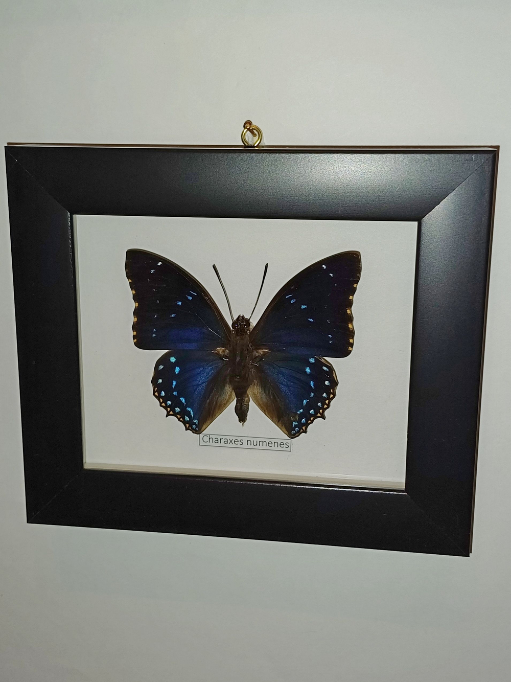 Бабочка Charaxes numenes в рамке