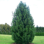 Сосна кедровая сибирская (ком) 250-300