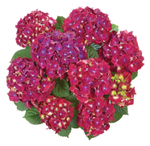 Speedy Red Purple/Спидди Ред Парпл