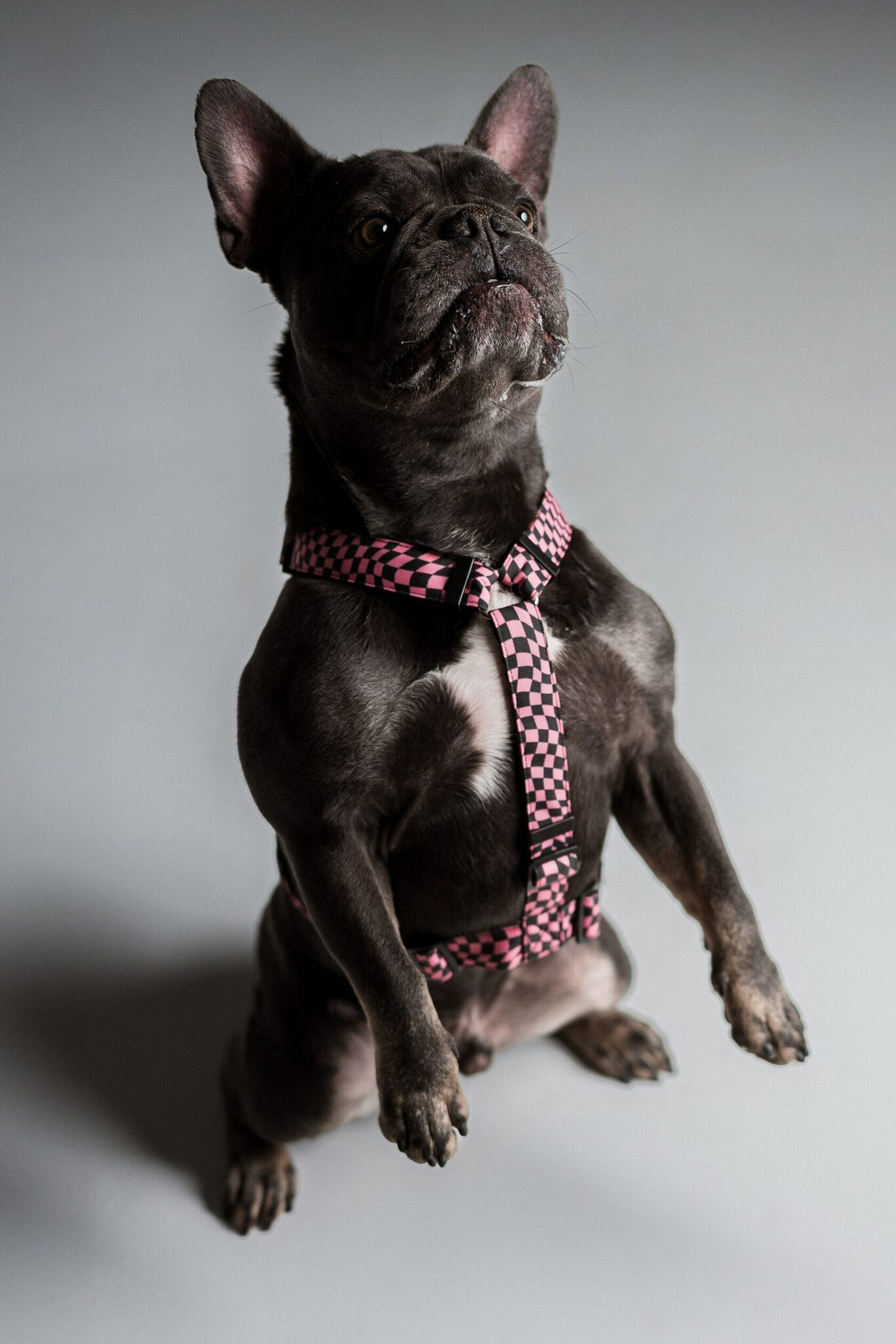 Шлейка Мой 2007-й, наличие