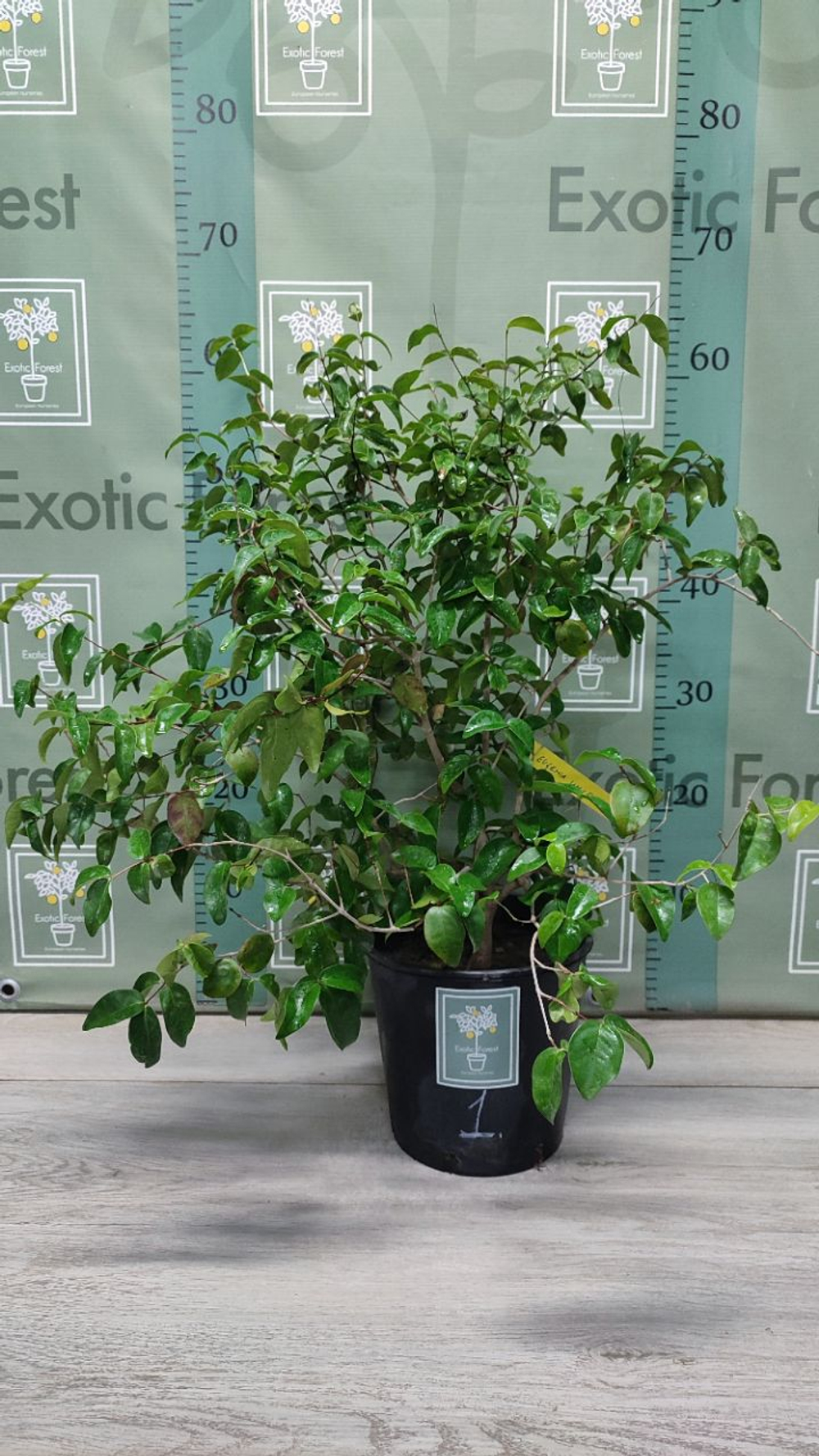 Eugenia Uniflora
