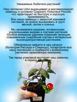 Фуксия Маори Маид махровая
