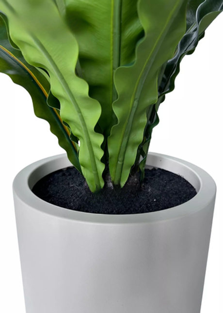 Асплениум в декоративном кашпо 85 см (20 листьев)