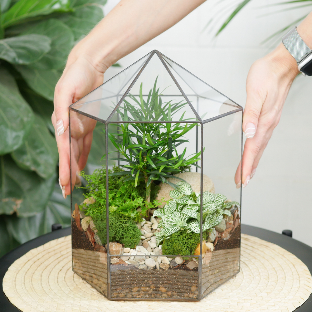 Готовый флорариум бонсай Подокарпус Хижина