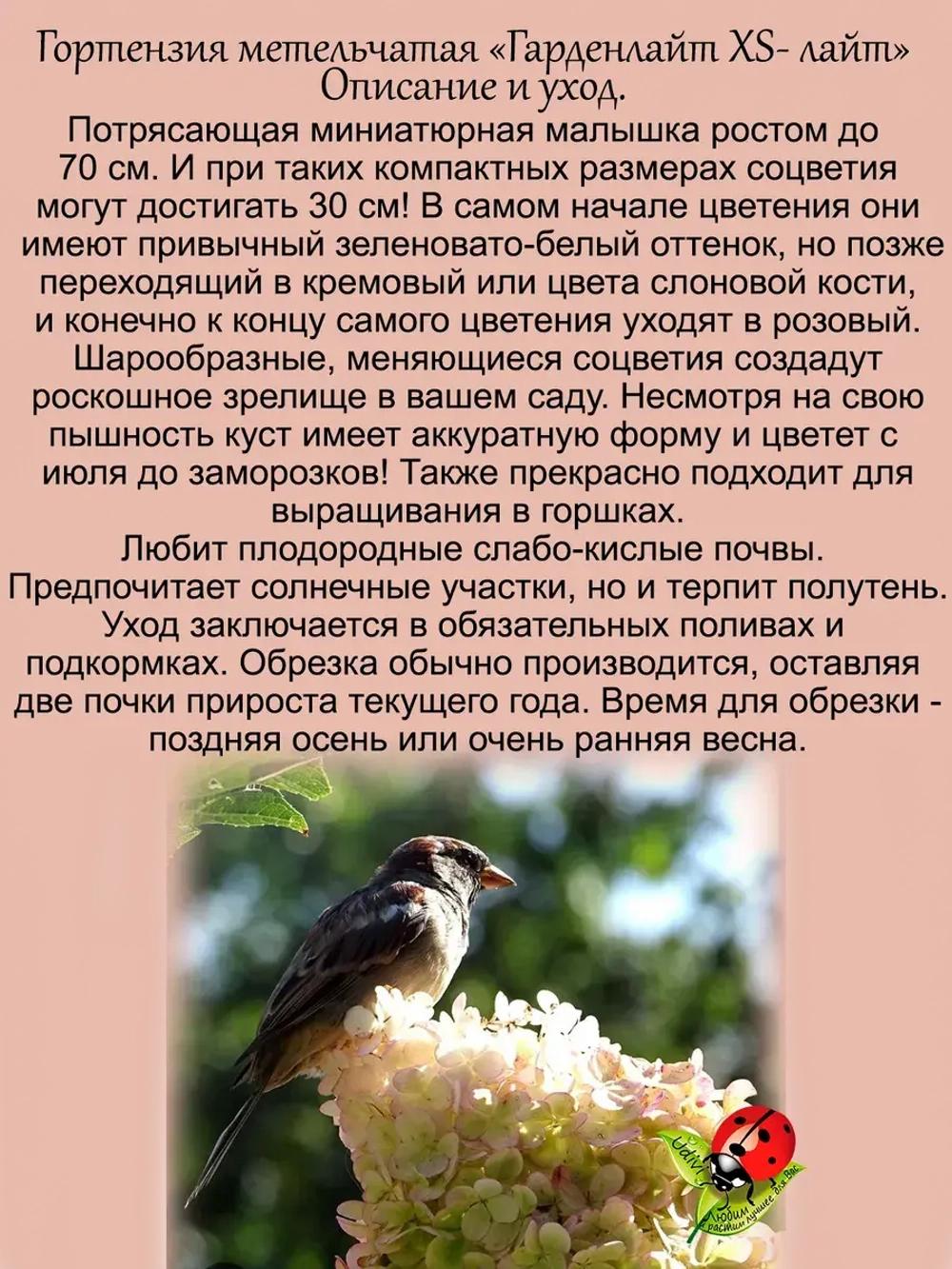 Гортензия XS-лайт метельчатая