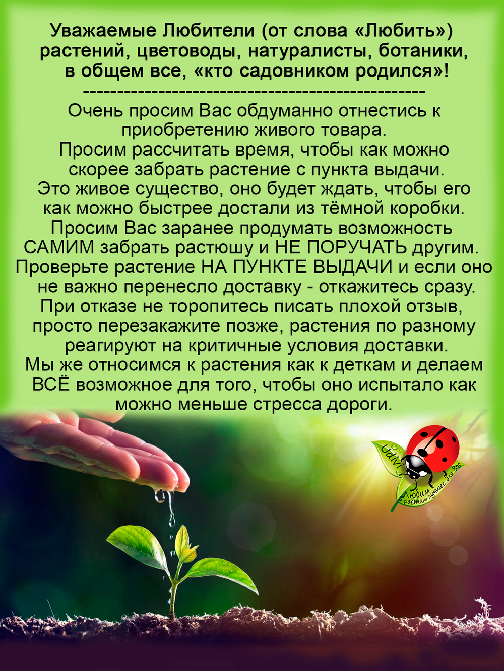 Актинидия коломикта Сиреневый туман женский сорт