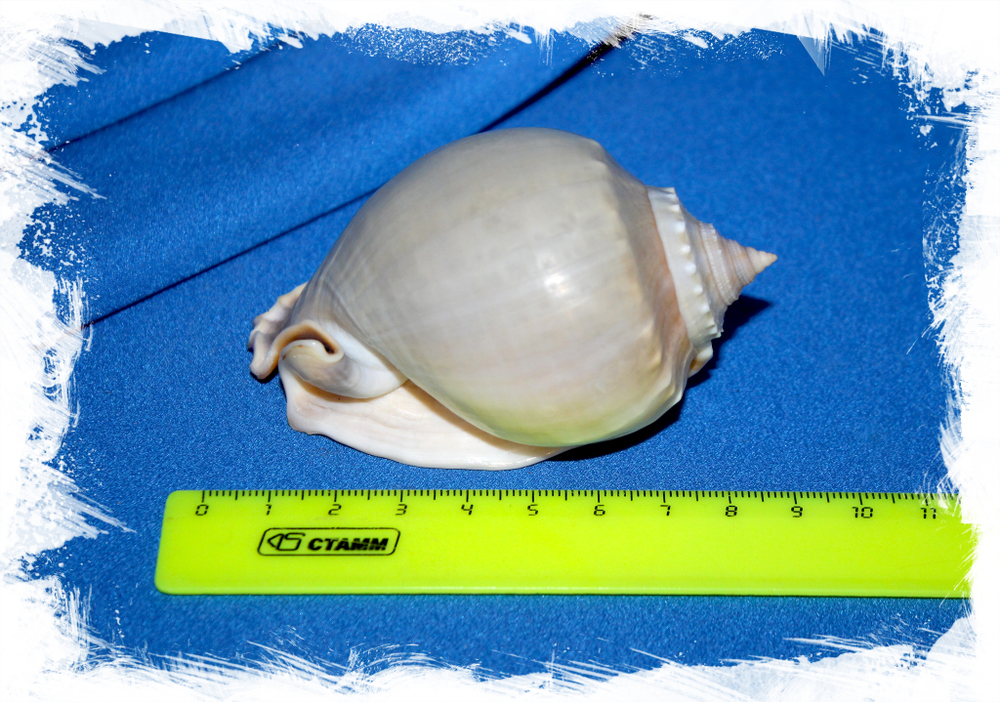 Фалиум глаукум (Phalium glaucum) коллекц.