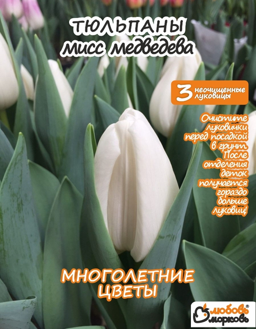Тюльпан Луковица, Мисс Медведева, 3+шт