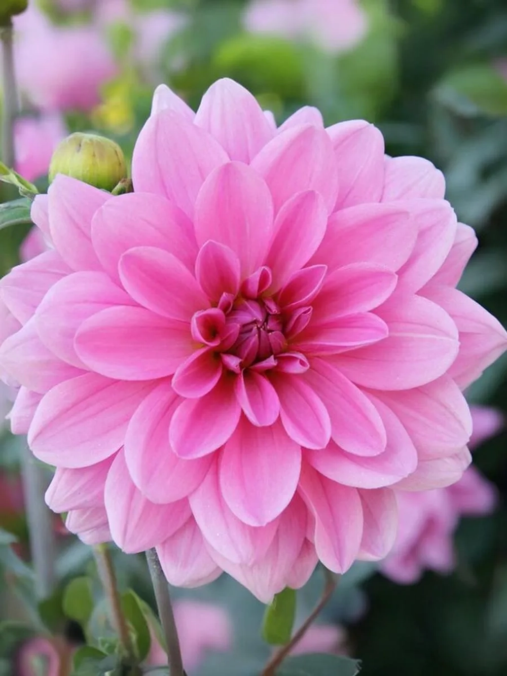 Георгин декоративный Онеста