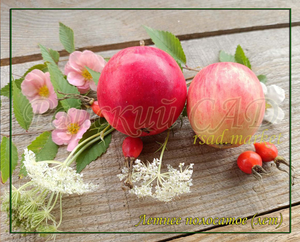 Яблоня Летнее полосатое