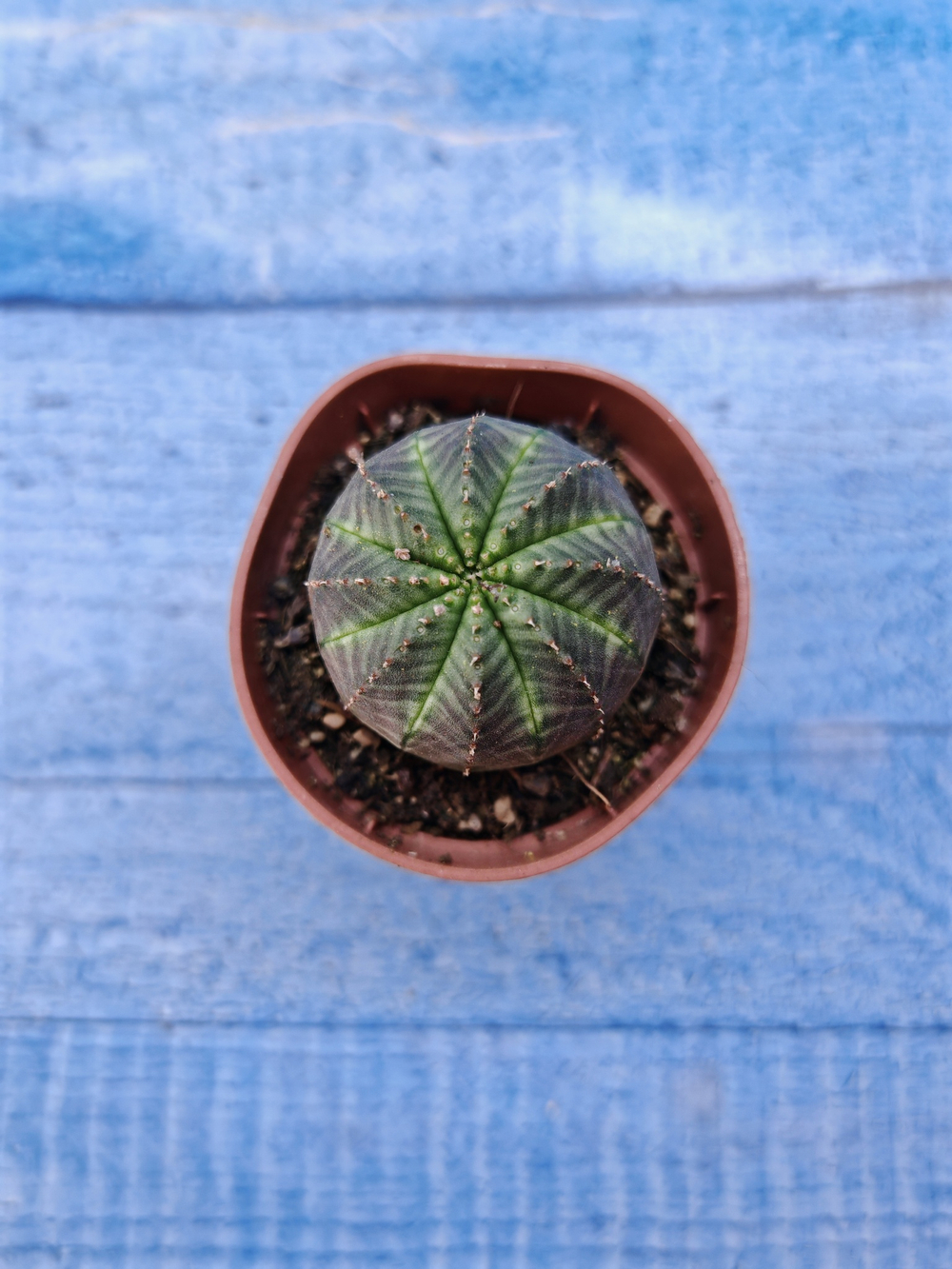 Euphorbia Obesa (Эуфорбия)