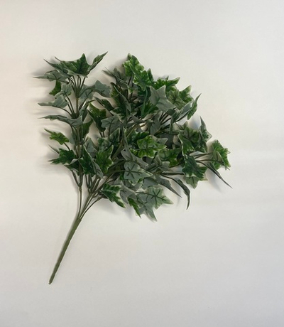 Куст плющ пышный