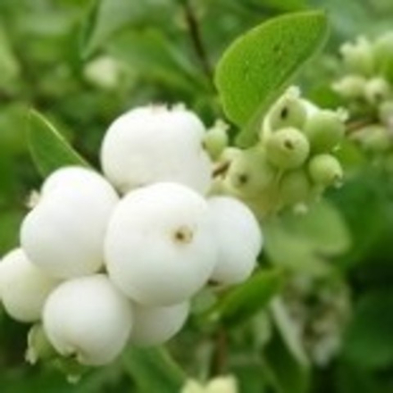 Снежноягодник доренбоза Вайт Хедж С5 60-80