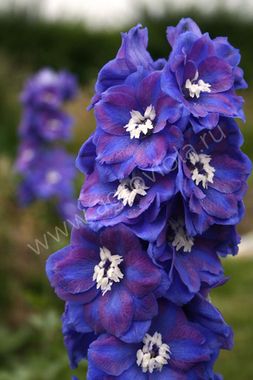 S3525 Дельфиниум Dasante Blue  5шт.