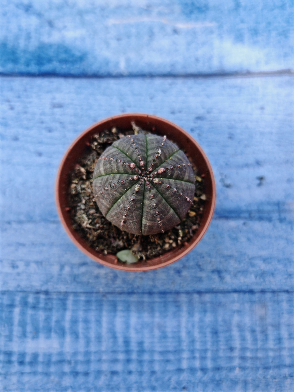 Euphorbia Obesa (Эуфорбия)