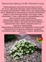 Камнеломка Арендса Альба