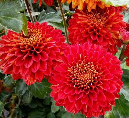 Хризантема корейская Вэнди