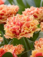 Тюльпан Махрово-бахромчатый Брисбен