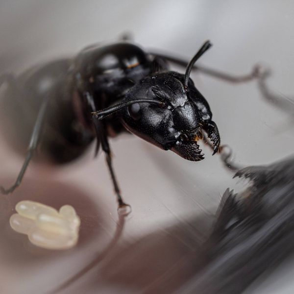 Нужно ли кормить матку муравьев?